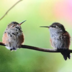 Meet your Posher, Tiffany